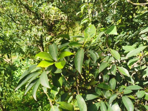 台湾商人宓欣怡一行考察会东县老鹰茶产地!插图4 台湾商人宓欣怡一行考察会东县老鹰茶产地!插图4