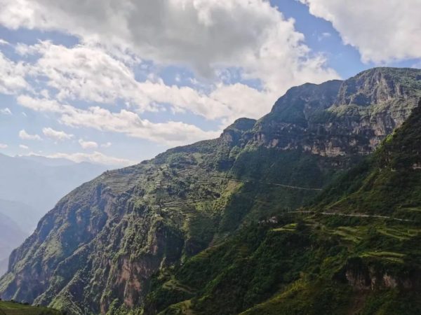 台湾商人宓欣怡一行考察会东县老鹰茶产地!插图 台湾商人宓欣怡一行考察会东县老鹰茶产地!插图