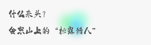 会东的黑松露：山野的狂放与人间美味插图6