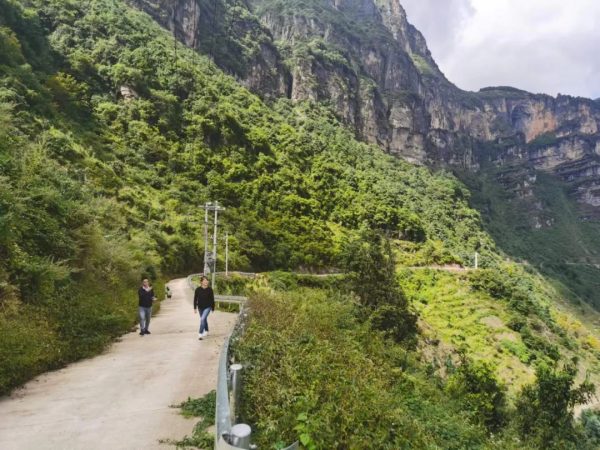 台湾商人宓欣怡一行考察会东县老鹰茶产地!插图1 台湾商人宓欣怡一行考察会东县老鹰茶产地!插图1