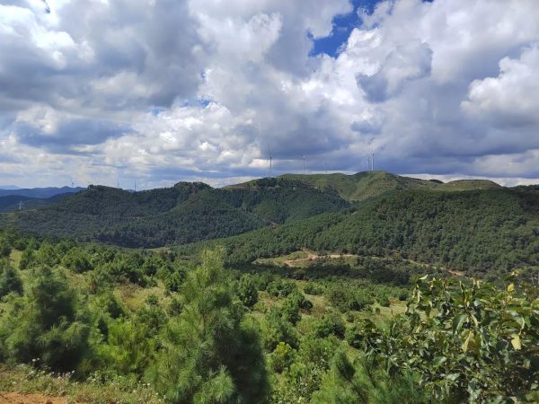 会东县华山松科研示范基地建设助力乡村振兴插图 会东县华山松科研示范基地建设助力乡村振兴插图