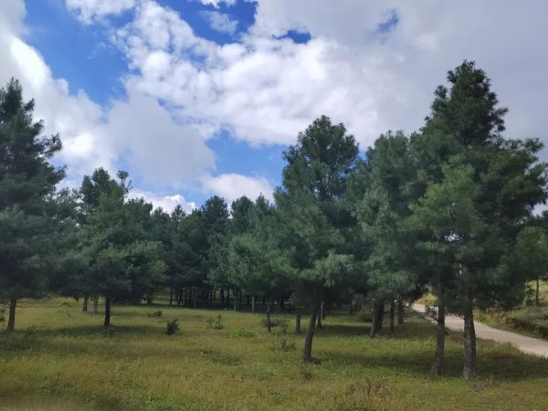 会东县华山松科研示范基地建设助力乡村振兴插图2 会东县华山松科研示范基地建设助力乡村振兴插图2