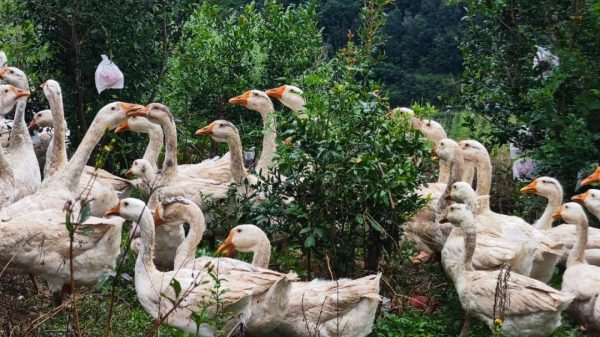 会东秋日丰收,石榴林中的白鹅闲庭信步插图2 会东秋日丰收,石榴林中的白鹅闲庭信步插图2