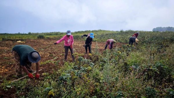 会东县铅锌镇撒嘎村复耕千亩荒地，助力农业增效和群众增收插图