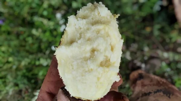 会东县铅锌镇撒嘎村复耕千亩荒地，助力农业增效和群众增收插图1