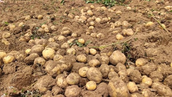 会东县铅锌镇撒嘎村复耕千亩荒地，助力农业增效和群众增收插图3