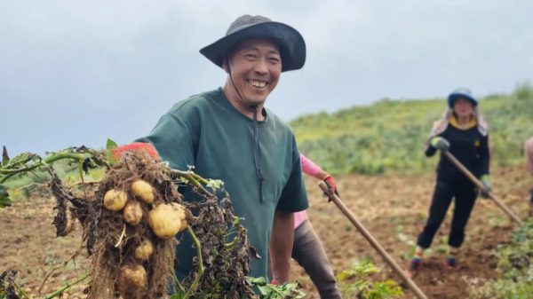 会东县铅锌镇撒嘎村复耕千亩荒地，助力农业增效和群众增收插图2