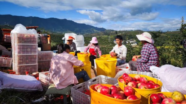 会东县石榴成功出口越南，助力农业拓展国际市场插图1