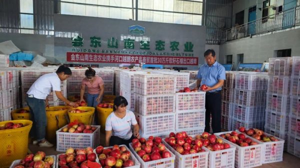 会东县石榴成功出口越南，助力农业拓展国际市场插图