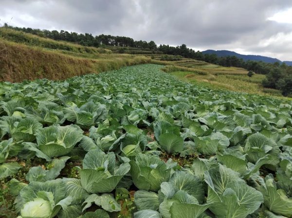 会东堵格镇大力发展蔬菜种植插图3 会东堵格镇大力发展蔬菜种植插图3
