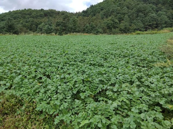 会东堵格镇大力发展蔬菜种植-会东网