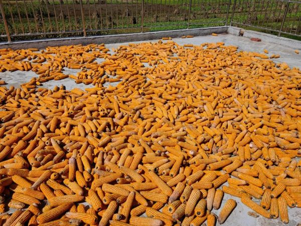 会东县撂荒地整治:打好“组合拳” 实施精准复耕!-会东网