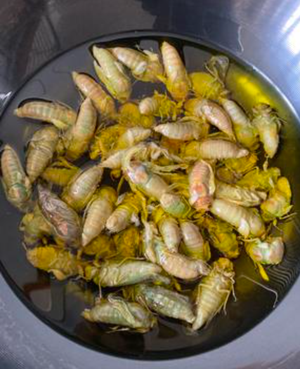 会东山珍美食炸知了(会东特别出名的小吃）?-会东网