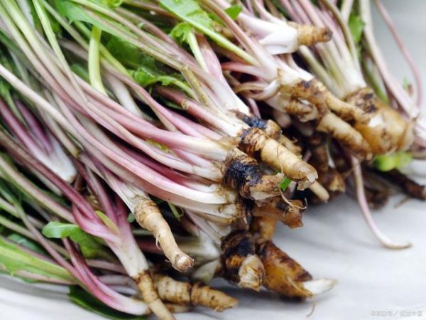 会东野味之蒲公英(会东美食之野味推荐)?插图2 会东野味之蒲公英(会东美食之野味推荐)?插图2