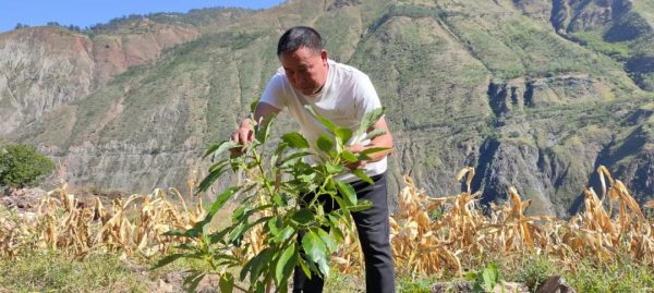 会东县老君滩乡牛油果种植基地:实现乡村振兴的富民产业!-会东网
