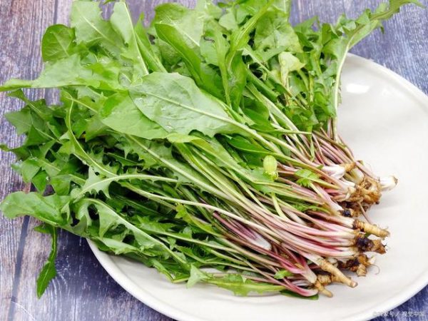 会东野味之蒲公英(会东美食之野味推荐)?插图 会东野味之蒲公英(会东美食之野味推荐)?插图