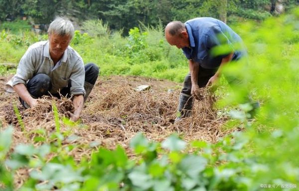 会东特色菜品折耳根(会东特色菜品推荐)?插图 会东特色菜品折耳根(会东特色菜品推荐)?插图