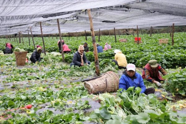 会东县经济怎么样?会东县gdp?-会东网