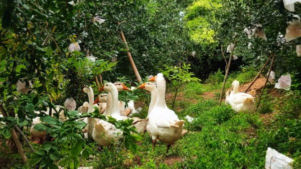 会东秋日丰收,石榴林中的白鹅闲庭信步-会东网