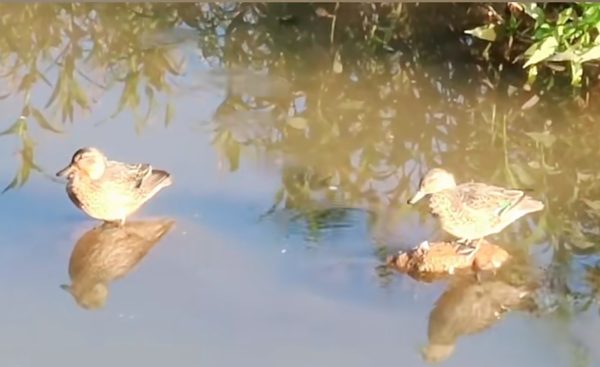 会东县鲹鱼河畔首次出现绿翅鸭插图1 会东县鲹鱼河畔首次出现绿翅鸭插图1