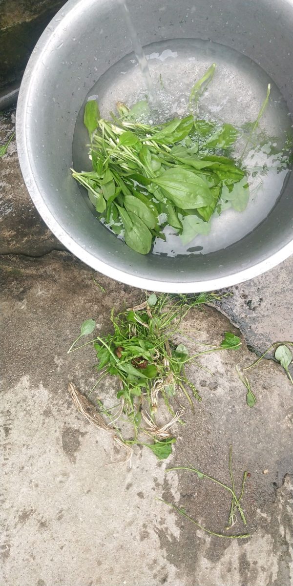 会东美食野味癞疙宝菜(会东地域性美食)?插图1 会东美食野味癞疙宝菜(会东地域性美食)?插图1