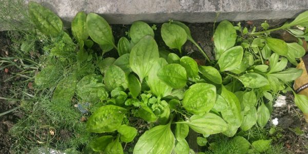 会东美食野味癞疙宝菜(会东地域性美食)?插图 会东美食野味癞疙宝菜(会东地域性美食)?插图