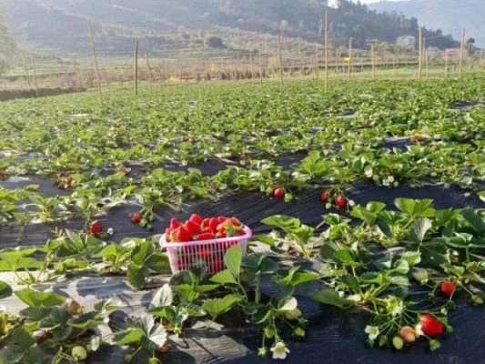 会东县地金原松露产业发展有限公司电话及介绍?插图1 会东县地金原松露产业发展有限公司电话及介绍?插图1