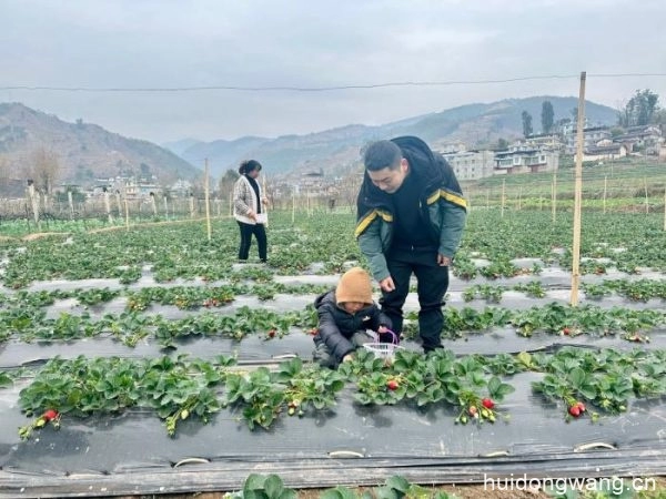 会东草莓迎来成熟季:甜美滋味丰富群众“果盘子插图1 会东草莓迎来成熟季:甜美滋味丰富群众“果盘子插图1