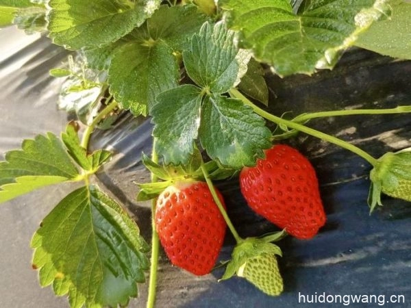 会东草莓迎来成熟季:甜美滋味丰富群众“果盘子插图2 会东草莓迎来成熟季:甜美滋味丰富群众“果盘子插图2