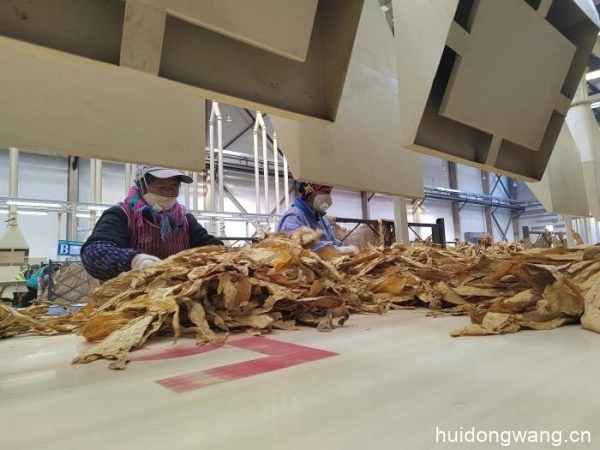 会东复烤厂:坚守初心使命,助力卷烟工业高质量发展插图 会东复烤厂:坚守初心使命,助力卷烟工业高质量发展插图