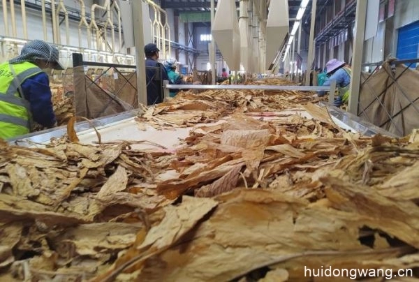 会东复烤厂:坚守初心使命,助力卷烟工业高质量发展插图3 会东复烤厂:坚守初心使命,助力卷烟工业高质量发展插图3