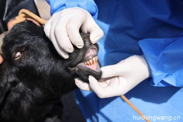 会东红骨山羊科技创新项目启动：挖掘特色产品，推动区域品牌插图1