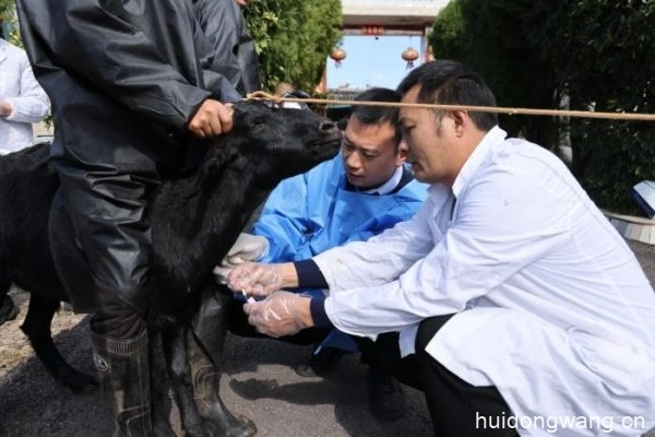 会东红骨山羊科技创新项目启动：挖掘特色产品，推动区域品牌-会东网