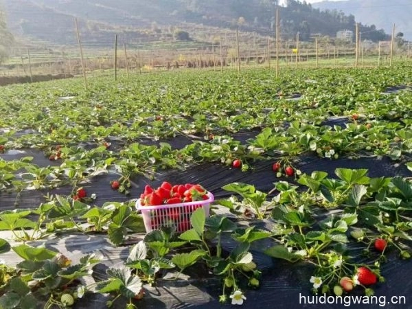 会东草莓迎来成熟季:甜美滋味丰富群众“果盘子-会东网