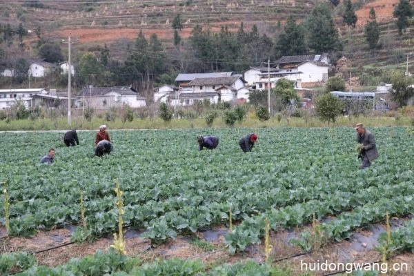 会东县：中医药康养与文化传承的和谐共生插图1