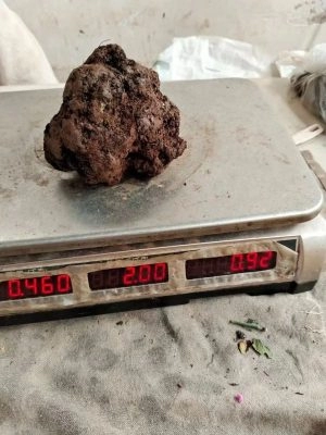 会东县:松露成为销售旺季的“C位”商品插图2 会东县:松露成为销售旺季的“C位”商品插图2