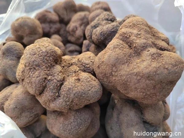 会东县:松露成为销售旺季的“C位”商品插图1 会东县:松露成为销售旺季的“C位”商品插图1