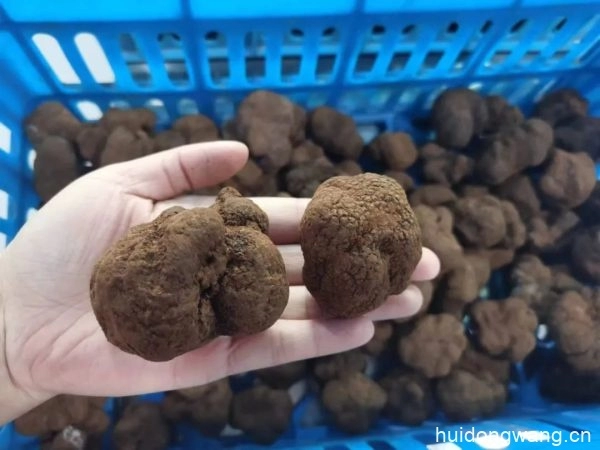 会东县举办冬季美食文化季,以黑山羊和黑松露为主角插图4 会东县举办冬季美食文化季,以黑山羊和黑松露为主角插图4