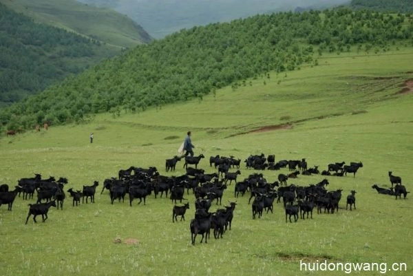 会东县举办冬季美食文化季,以黑山羊和黑松露为主角插图3 会东县举办冬季美食文化季,以黑山羊和黑松露为主角插图3