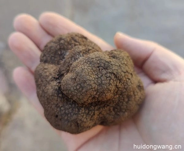 2023冬季暖阳凉山游会东县第八届“黑山羊·黑松露”美食节插图2 2023冬季暖阳凉山游会东县第八届“黑山羊·黑松露”美食节插图2