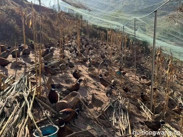 铅锌镇龙滩村的窦兴文回到家乡办起了七彩山鸡养殖场插图2