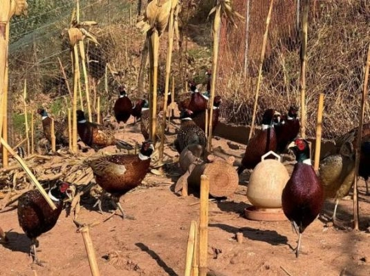 四川会东培顺种养殖农民专业合作社：助力农业现代化经济发展插图1