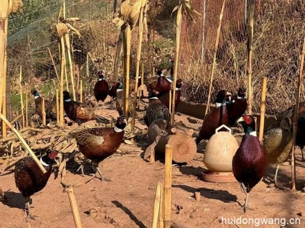 铅锌镇龙滩村的窦兴文回到家乡办起了七彩山鸡养殖场插图1