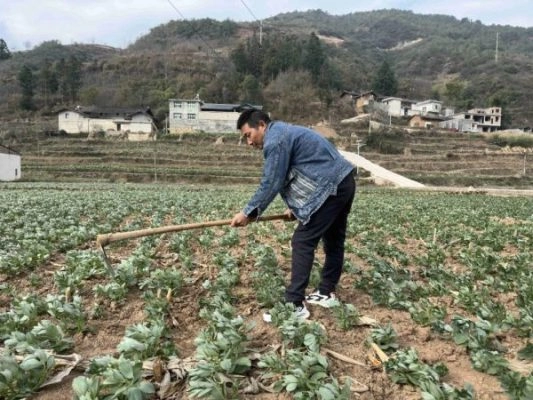 会东锦峰农业科技介绍及联系方式？-会东网