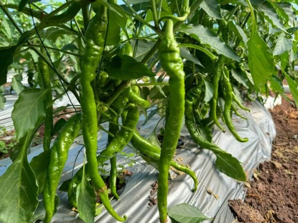 会东姜州镇姜州村的螺丝椒种植基地丰收插图