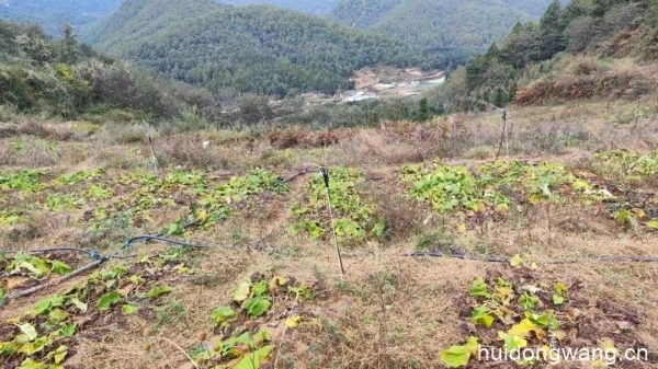 会东发民种养殖专业合作社先进的农业技术插图1 会东发民种养殖专业合作社先进的农业技术插图1