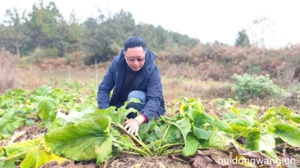 会东发民种养殖专业合作社先进的农业技术-会东网