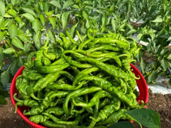 会东姜州镇姜州村的螺丝椒种植基地丰收插图1