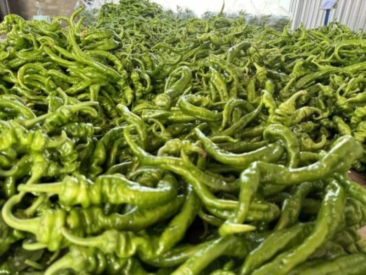 会东绿之源种养殖专业合作社存续发展，助力当地农业繁荣-会东网