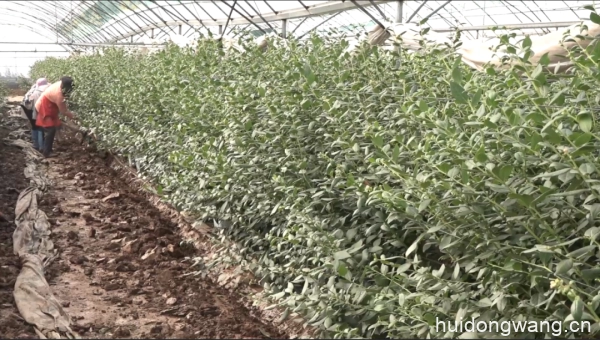 新街镇不断加大农业产业结构调整插图